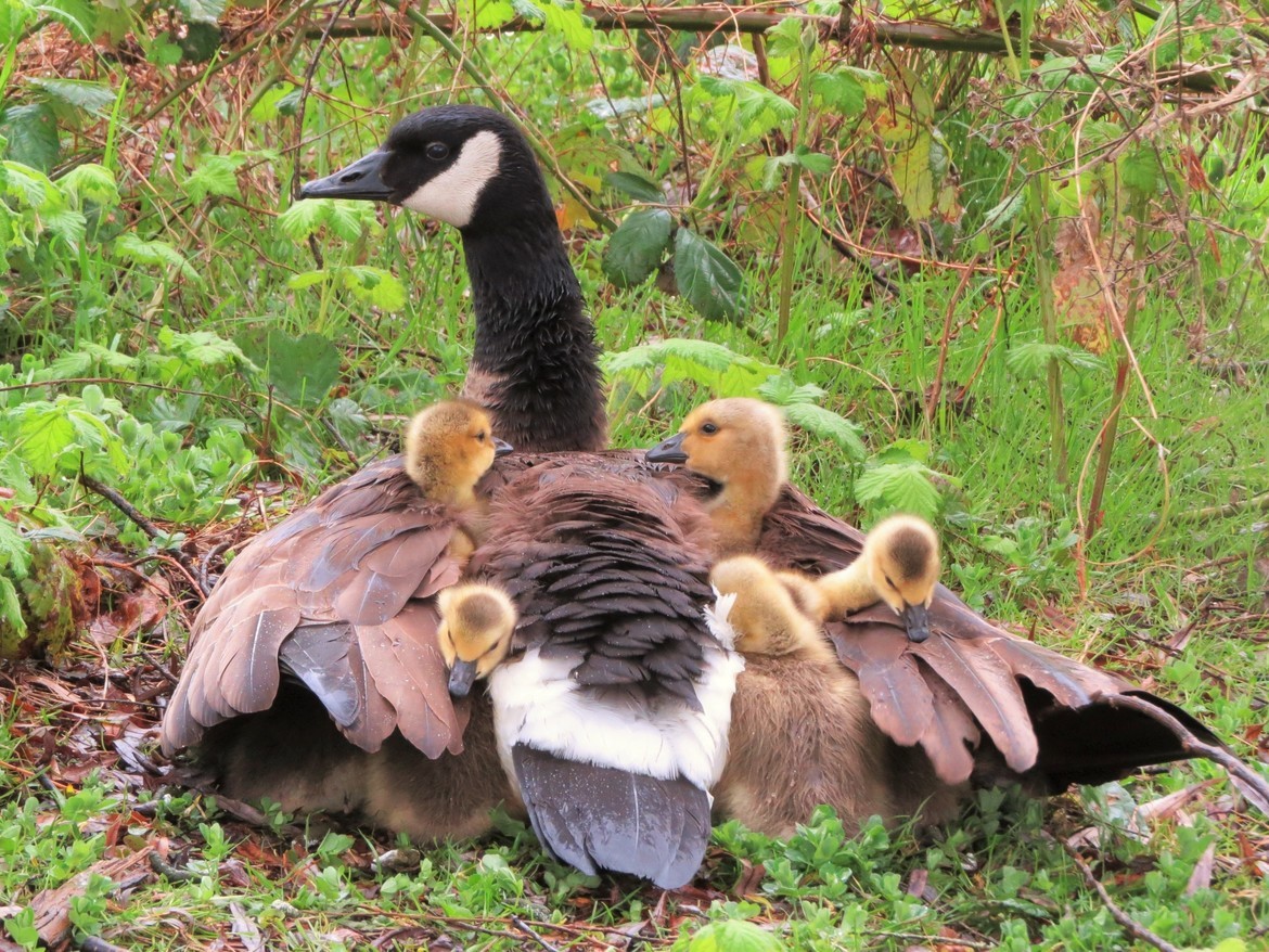 Canada Goose, Lynnwood, WA, United States of America