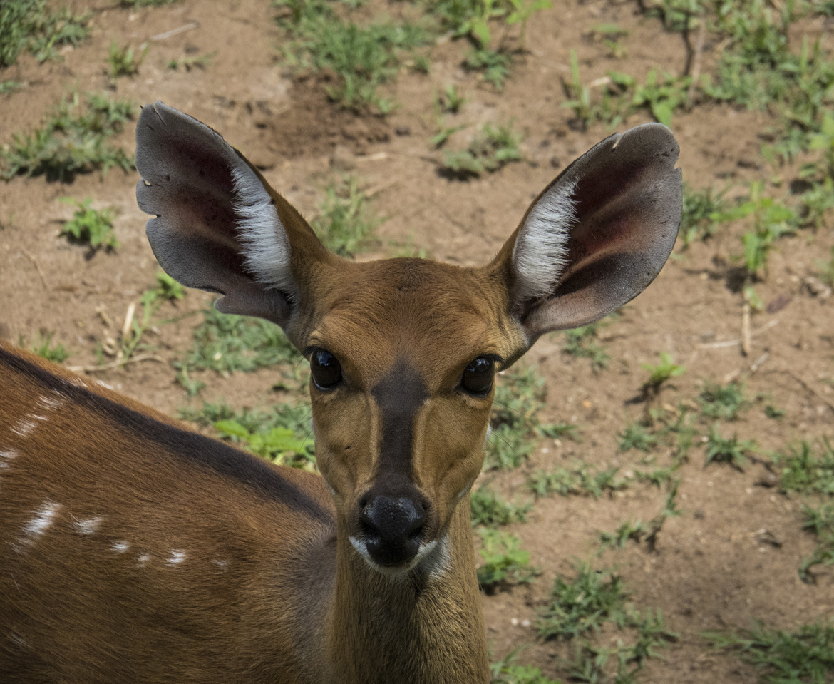 Bushbuck female, Toka Leya, Zambia