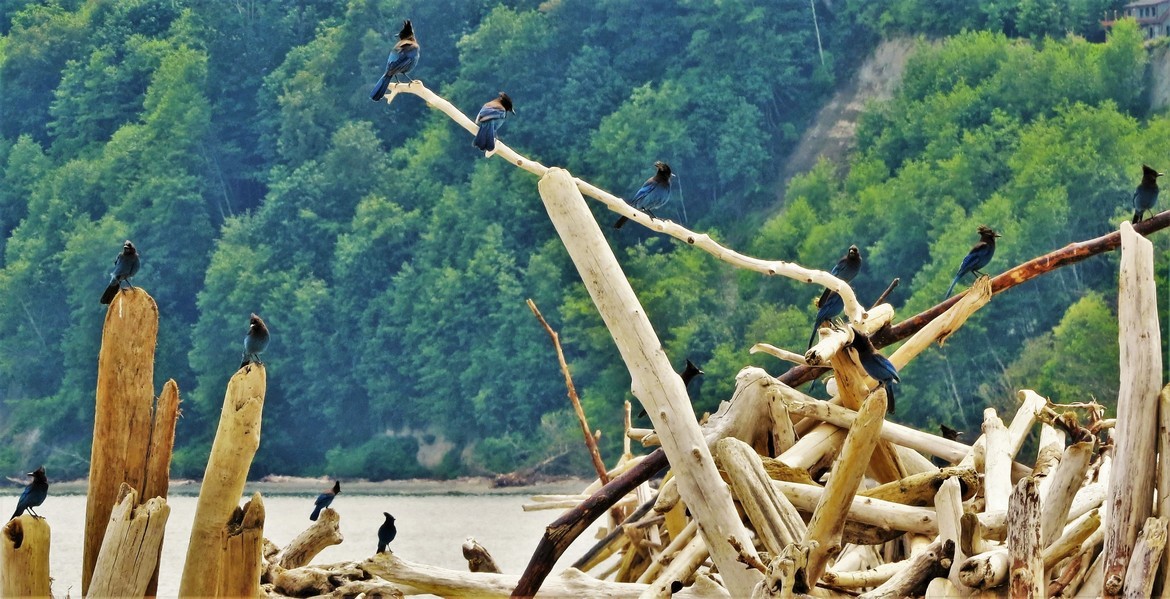 Steller's Jay, Point No Point, Washington, United States of America