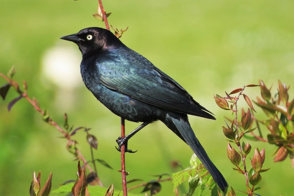 Brewer's Blackbird, Whidbey Island, Washington State, United States of America