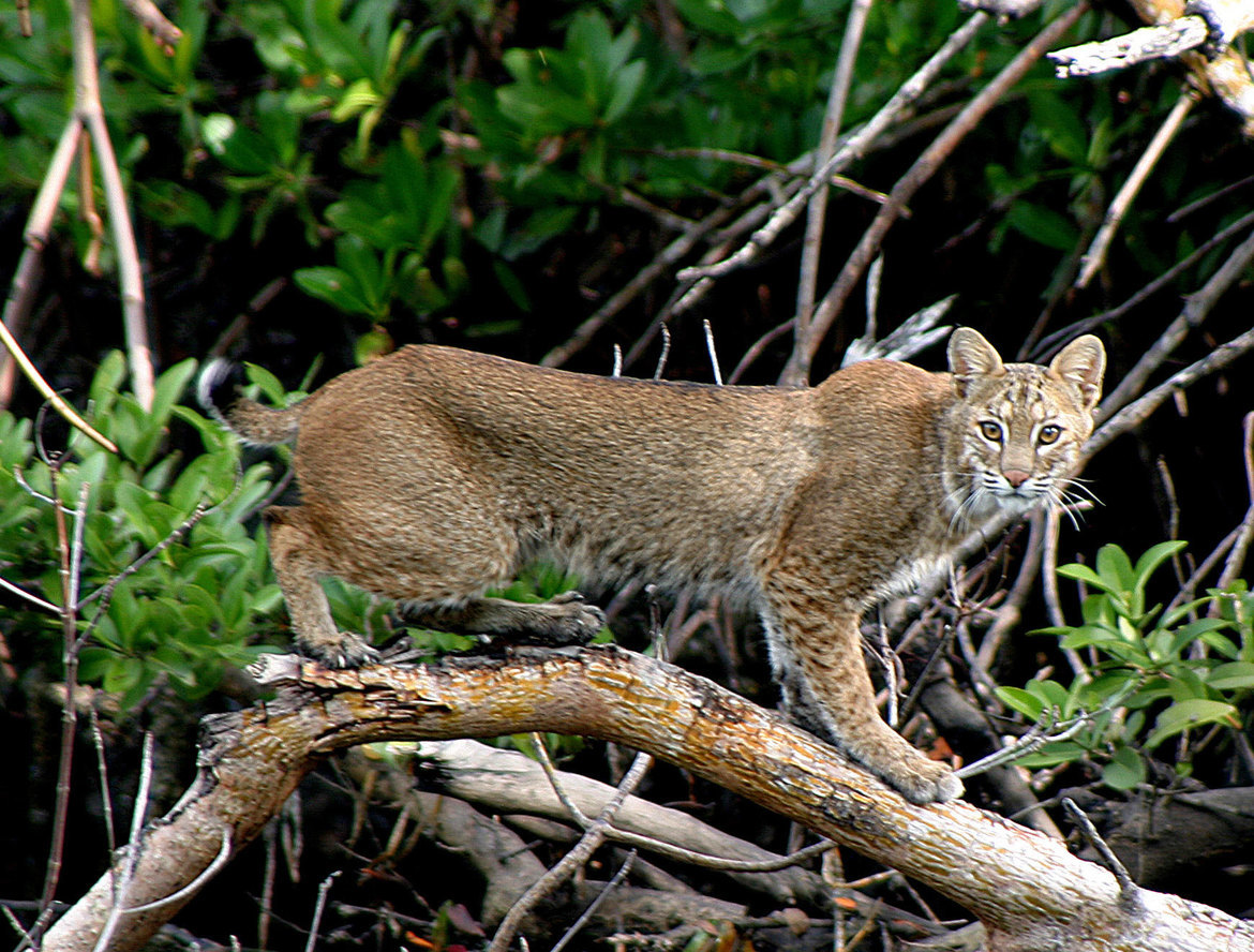 Bobcat, Ding Darlng Preserve, United States of America