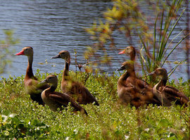 Grid img 2968 whistling ducks
