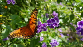 Grid butterfly in golden dewdrop