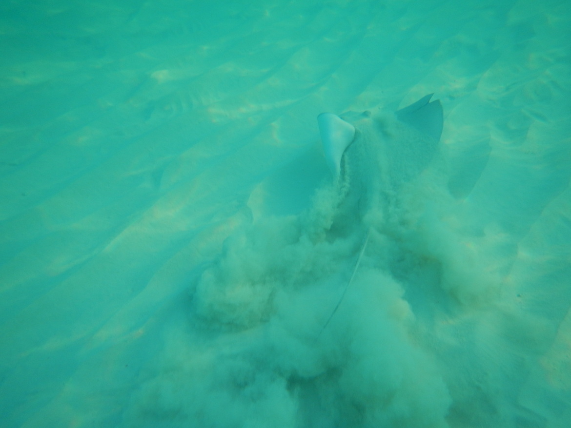 Stingray, Grace Bay, Provo, Turks and Caicos Islands