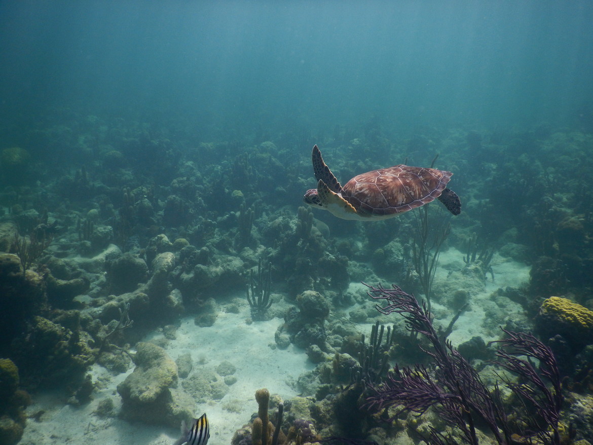 Sea Turtle, Grace Bay, Provo, Turks and Caicos Islands