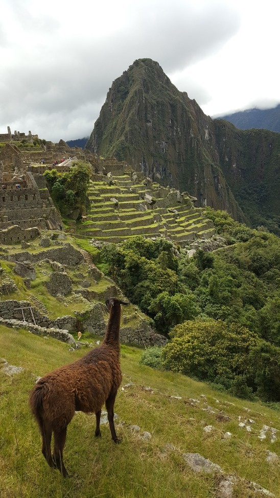 Llama, Cusco Region, Machu Picchu, Peru