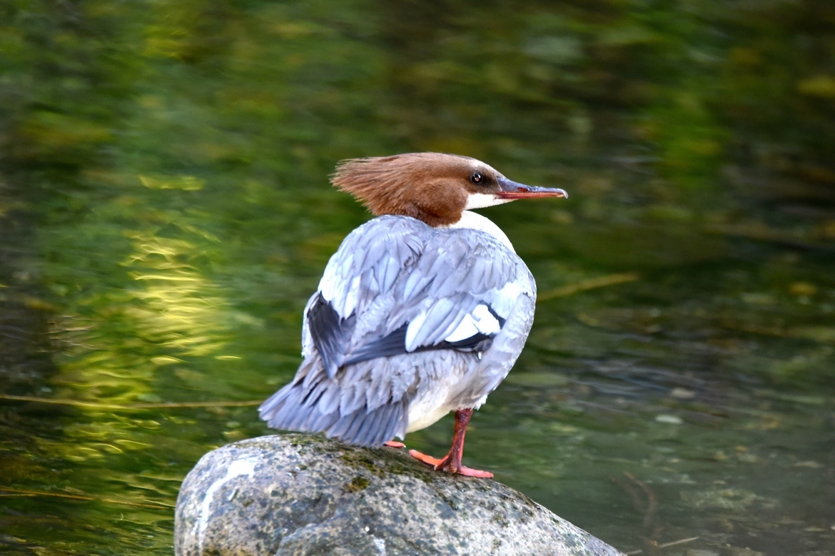 Merganser, Goldstream Provincial Park, Canada