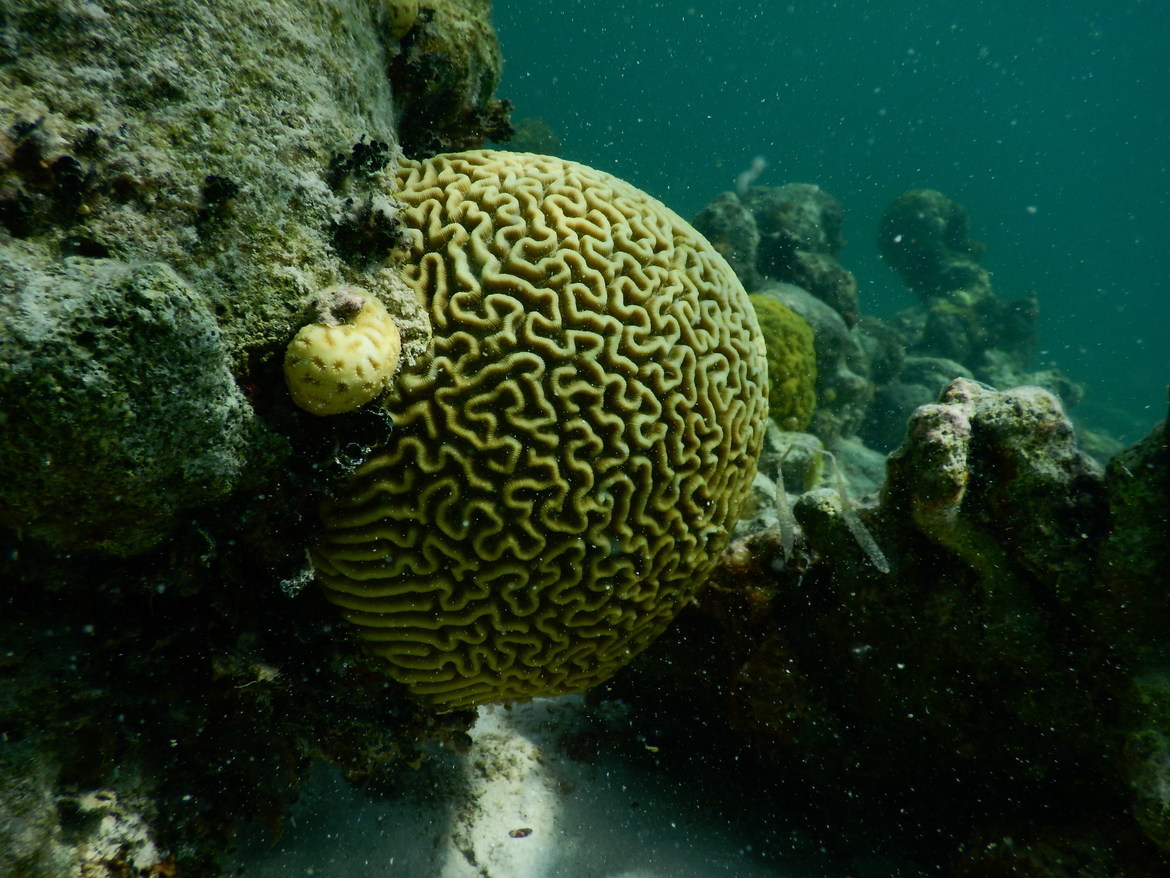 Brain Coral, Grace Bay, Provo, Turks and Caicos Islands