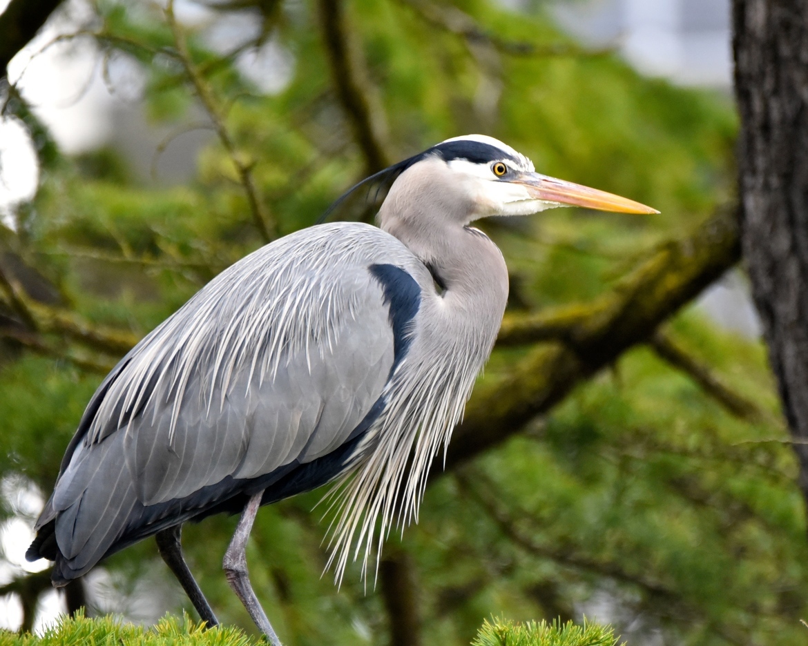 Great Blue Heron., Beacon Hill Park, Vancouver Island, Canada., Canada