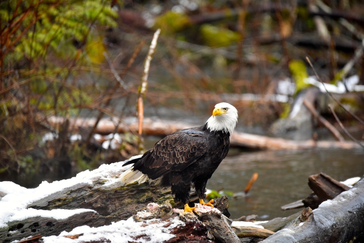 Bald Eagle., Goldstream Provincial Park., Canada