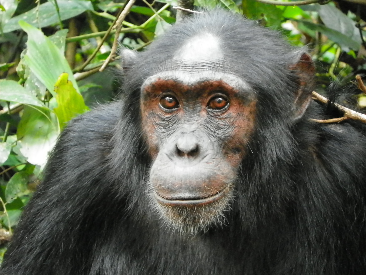 Chimpanzee, Kibale National Park, Uganda