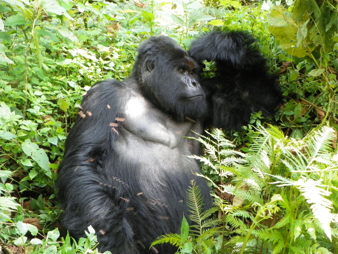 Mountain gorilla, Volcanoes National Park, Rwanda