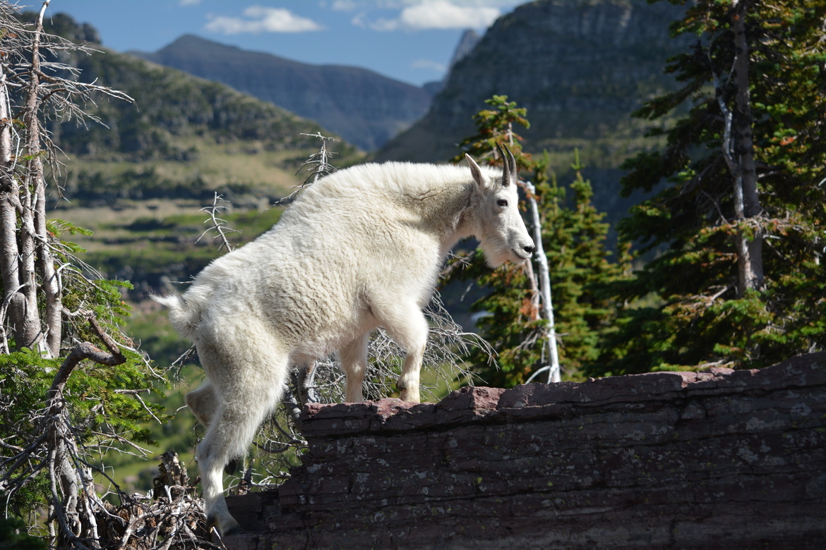 Mountain goat, Glacier National Park, United States of America