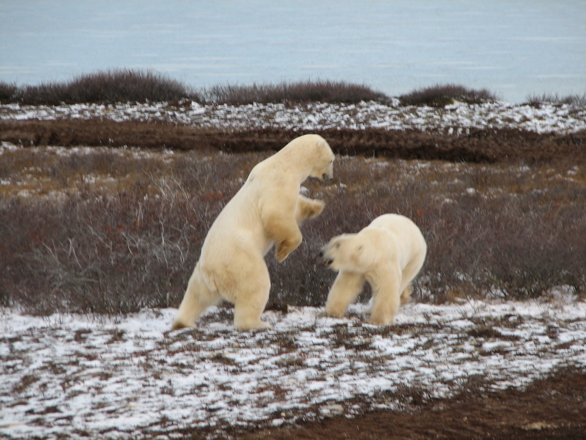 Polar Bear, Churchill, Canada