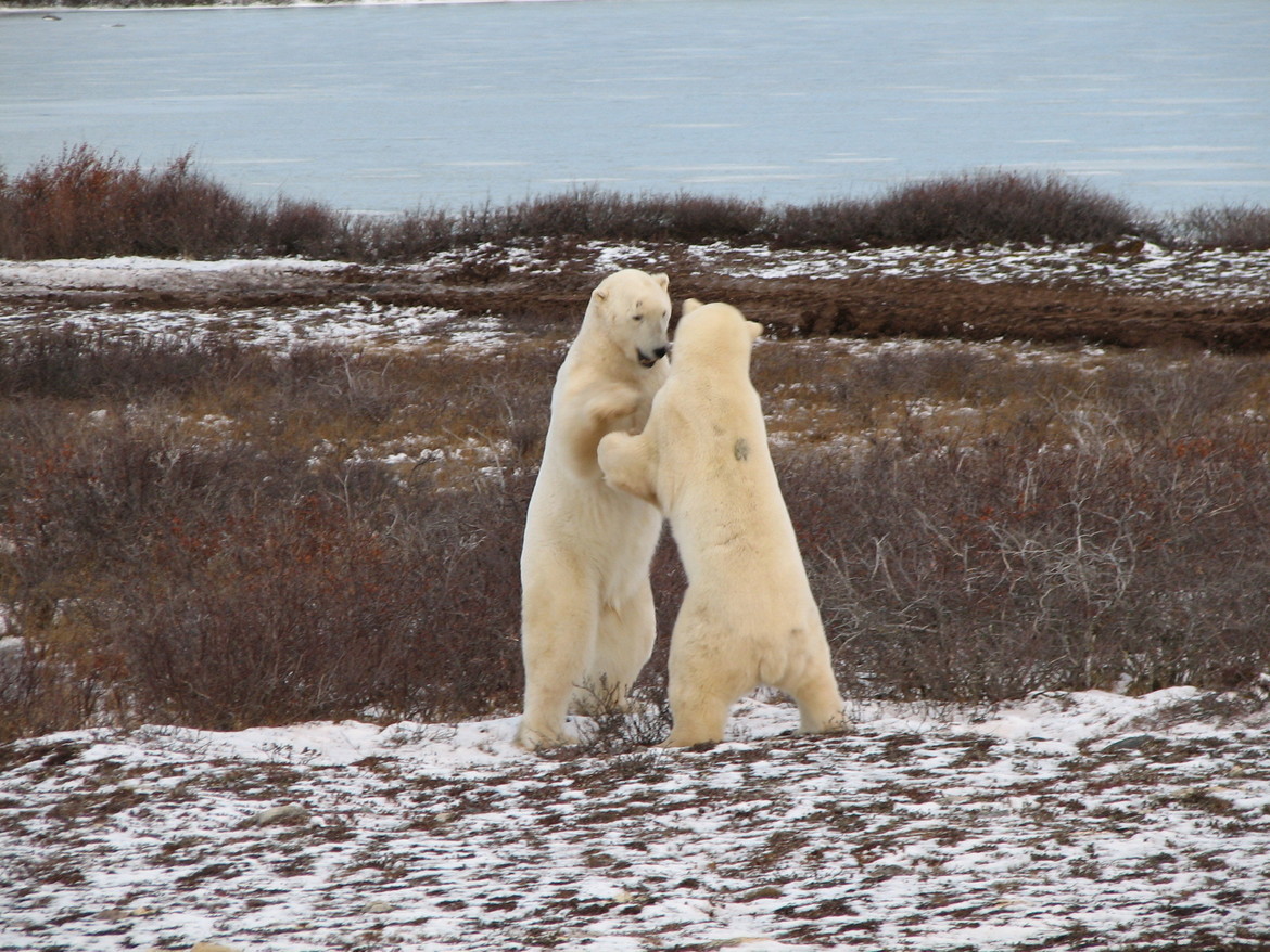 Polar Bear, Churchill, Canada