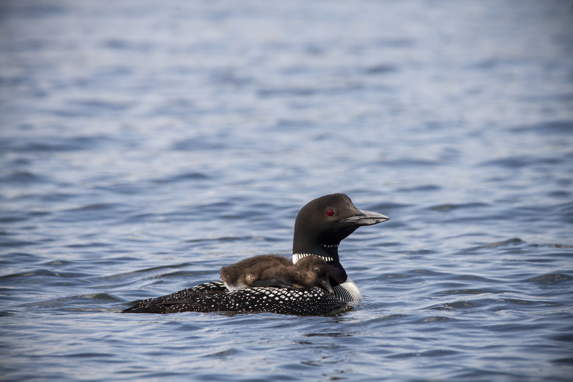 Common Loon, Gavia immer, Sturgeon Lake, Kawartha Lakes, Ontario, Canada
