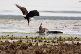 Grid img 0808 bald eagle fracas