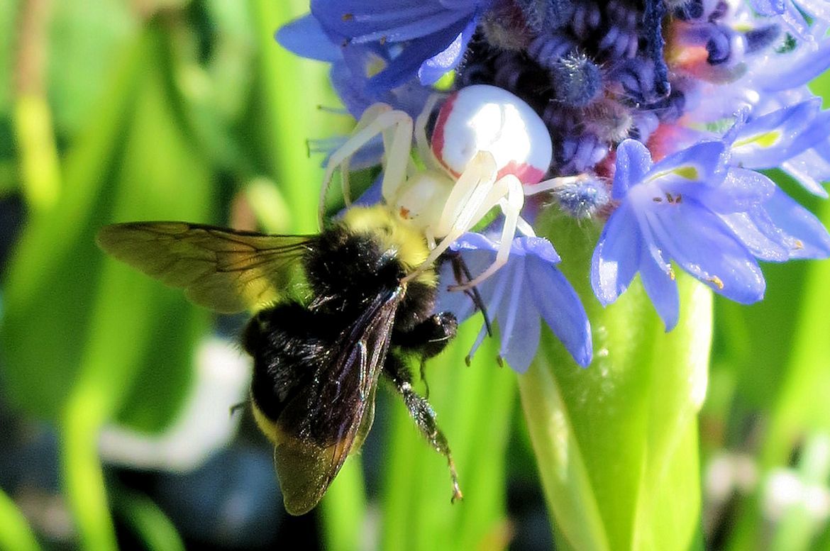 Crab Spider, Bumble Bee on a Royal Pickeral pond plant, our back yard in Corvallis, Oregon, United States of America