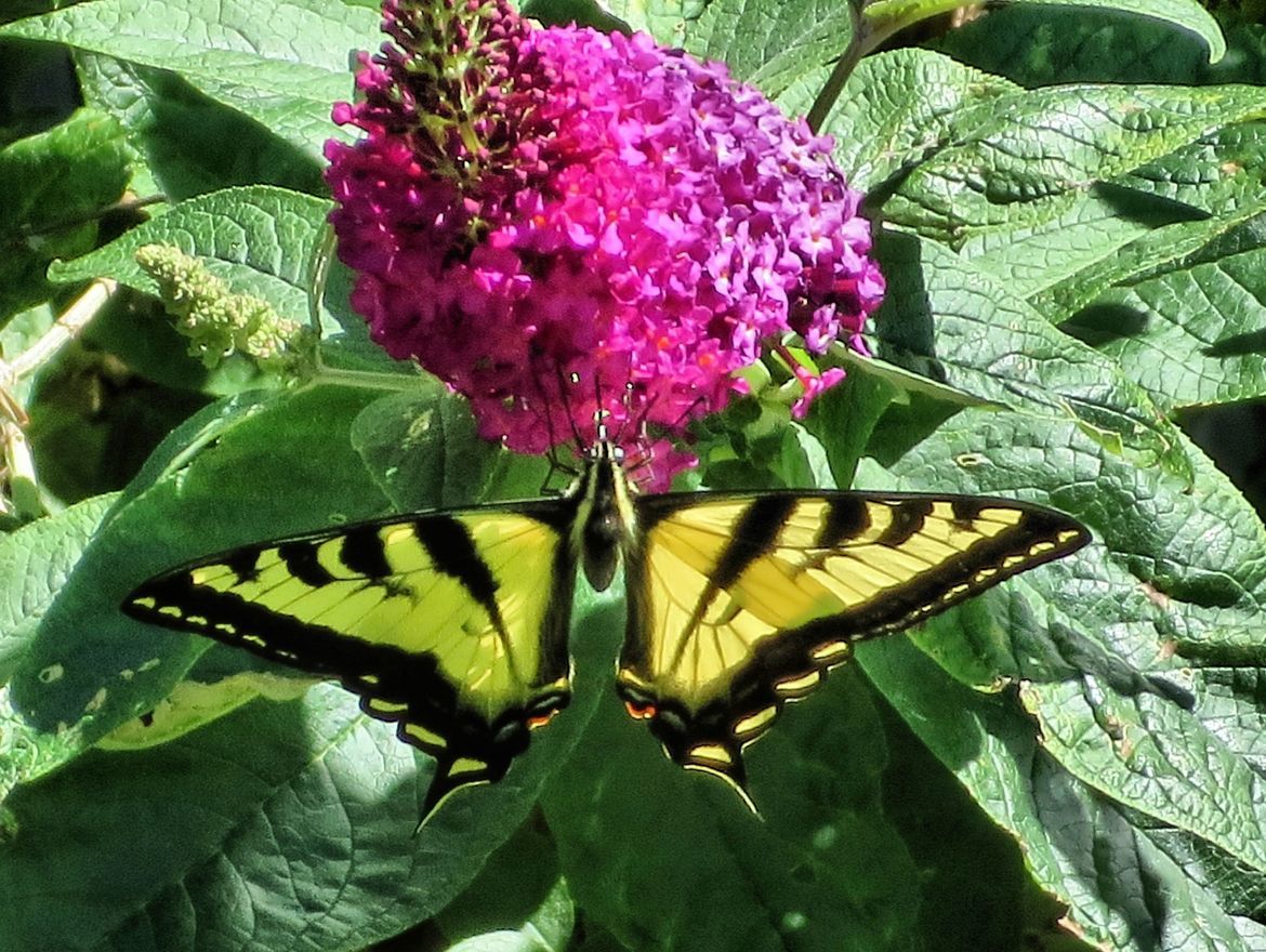 Yellow Swallowtail,  Summer Lilac bush, our back yard in Corvallis, Oregon, United States of America