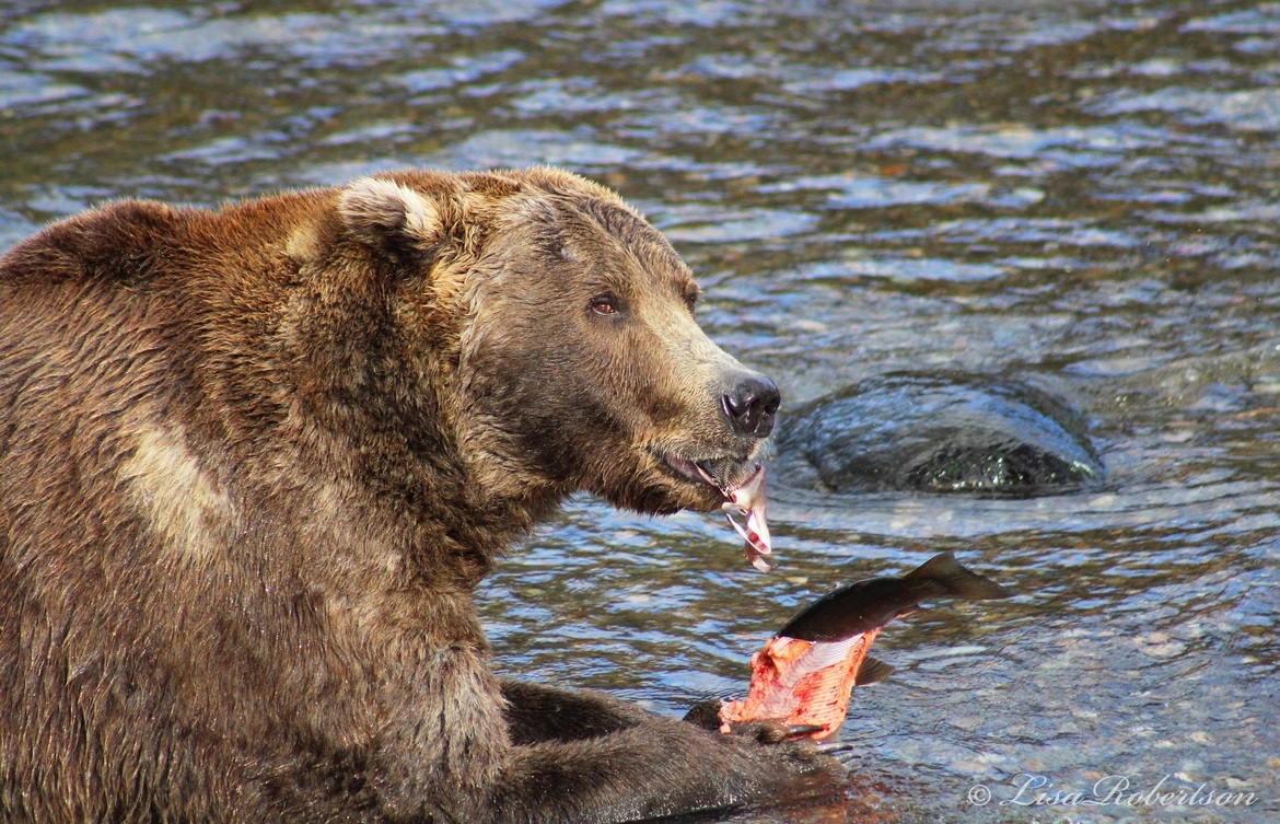 Ursus arctos/Brown Bear, Brooks Falls, Katmai National Park, Alaska, United States of America