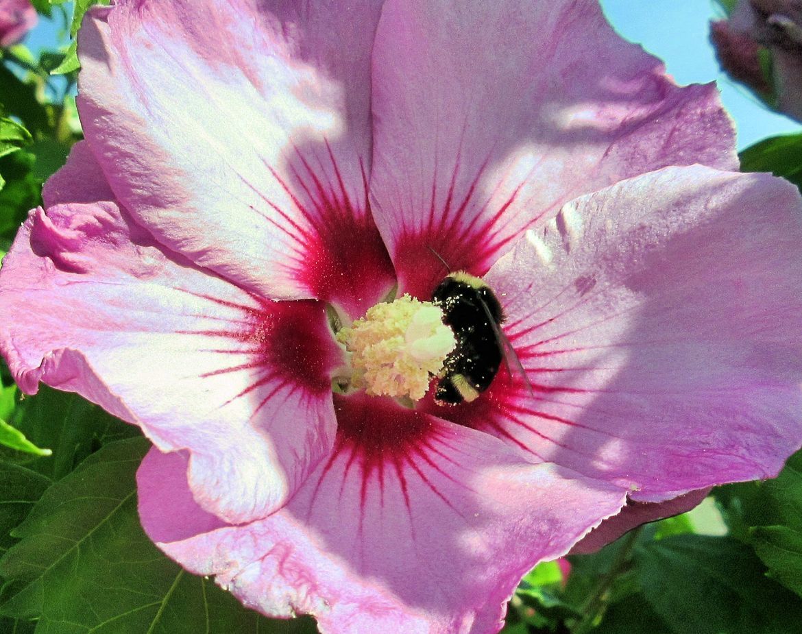 Bumble Bee,  Rose of Sharon Tree (Hibiscus), our front yard in Corvallis, Oregon, United States of America
