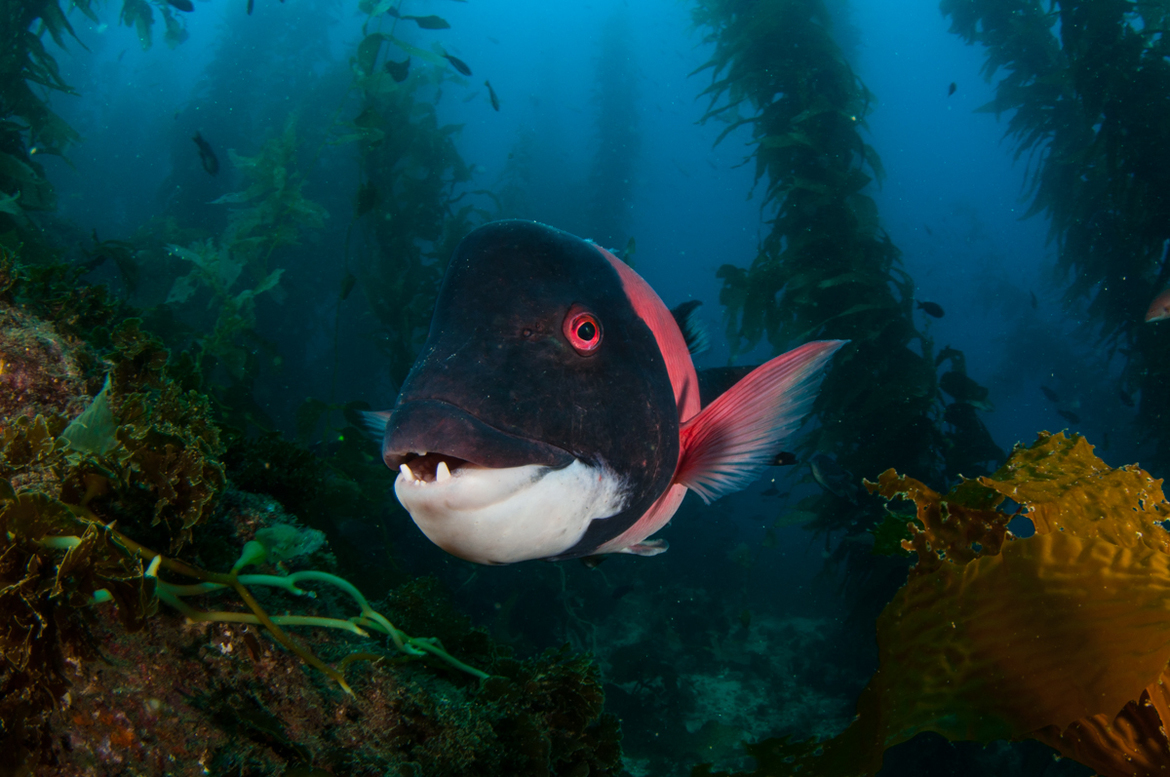 California sheephead, Casino Point, United States of America