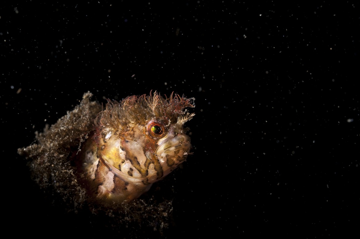Mosshead warbonnet , God's Pocket , Canada