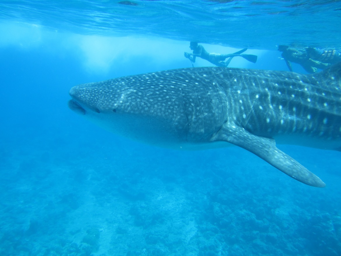 Whale Shark, South Atoll, Maldives