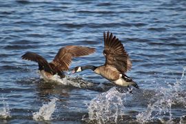 Grid geese in flight