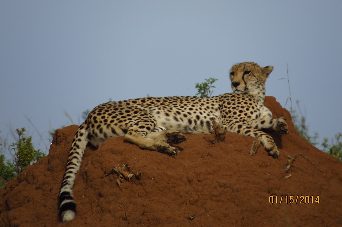 Cheeta, Maasi Mara National Park, Kenya