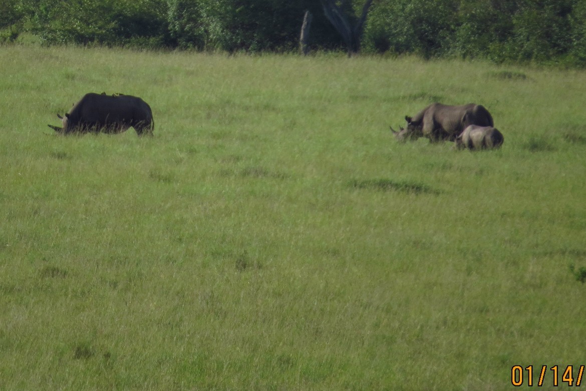White Rhino, Maasi Mara National Park, Kenya