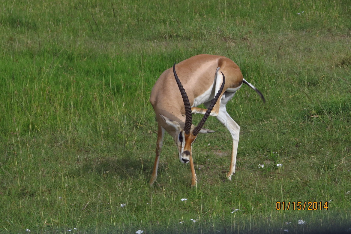 Impala, Maasi Mara National Park, Kenya