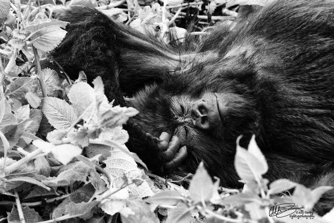 Mountain Gorilla, Volcanoes National Park, Rwanda
