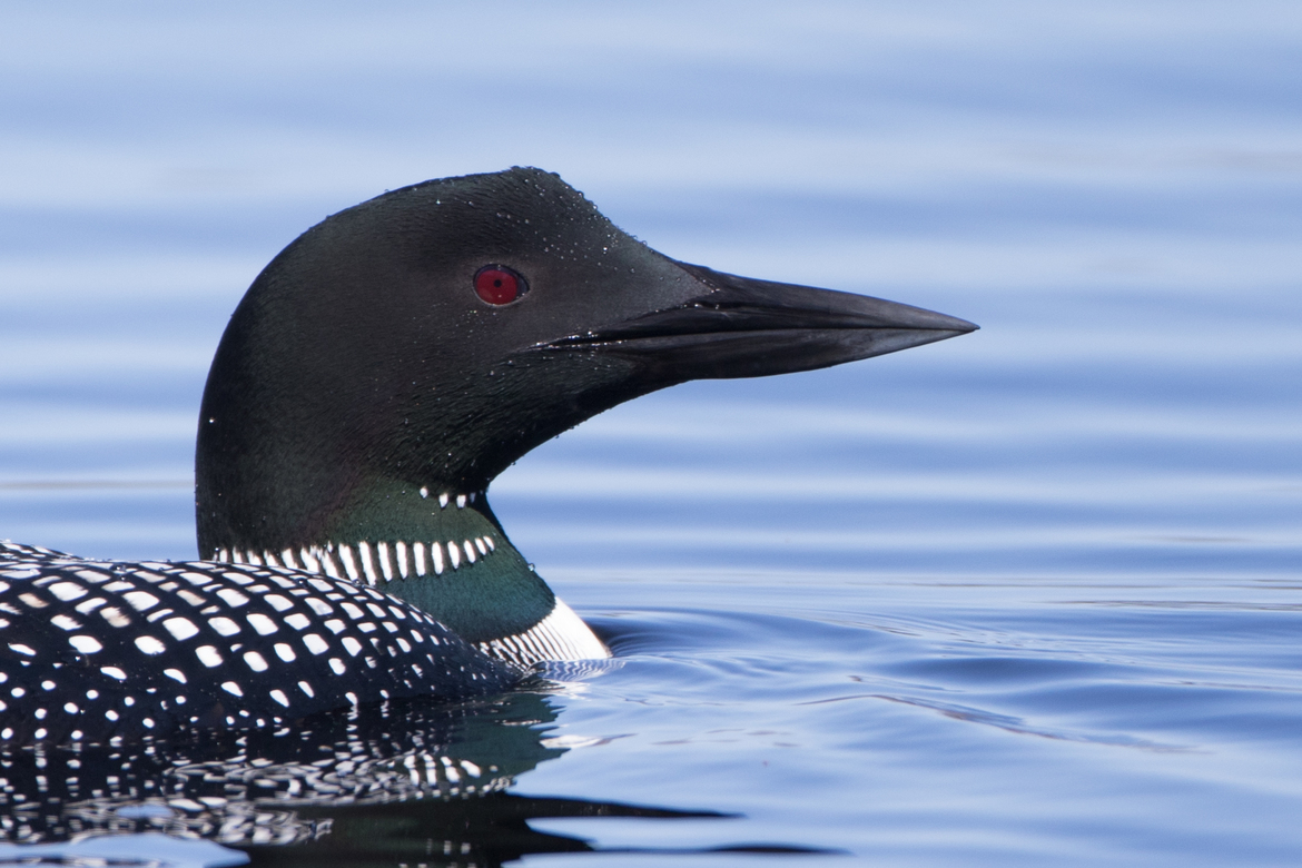 Common Loon, Tweed Ontario, Canada