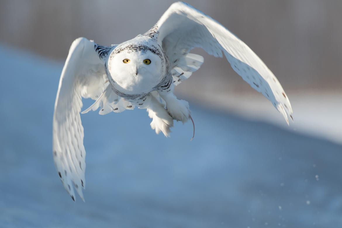Snowy Owl, Stayner ON, Canada