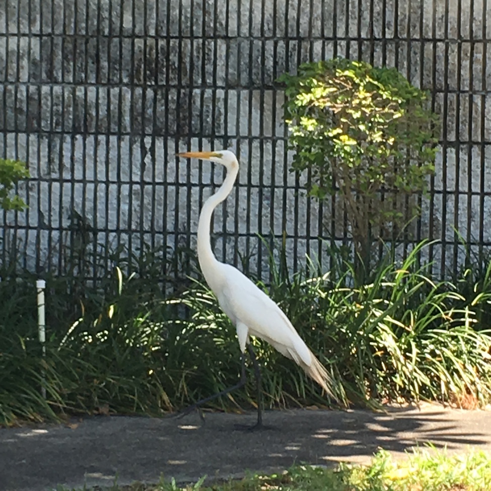 Egret, BOCA RATON, United States of America