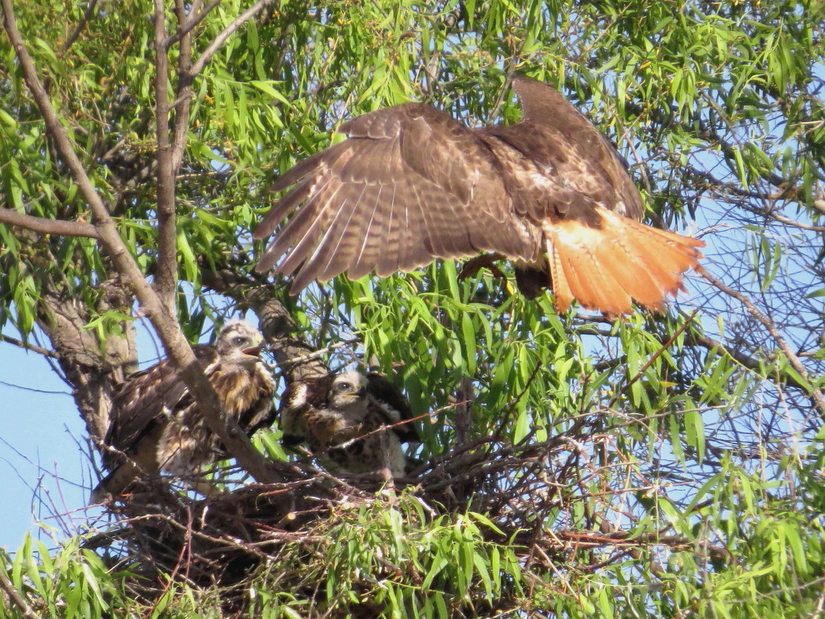 Red-tail hawks, Modesto, Stanislaus County, California, United States of America