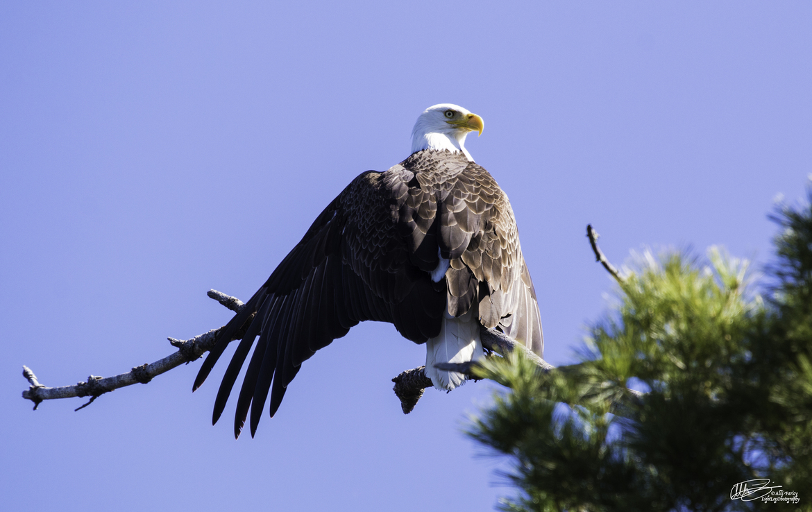 Bald Eagle, Lower Whitefish Lake, Minnesota, Crow Wing County, United States of America