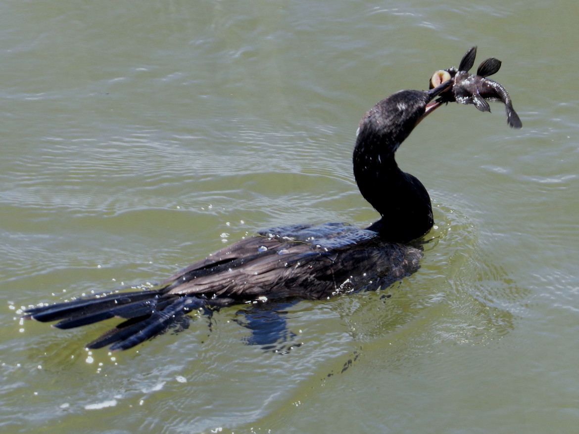 Neotropic cormorant, Iguassu Falls, Argentina