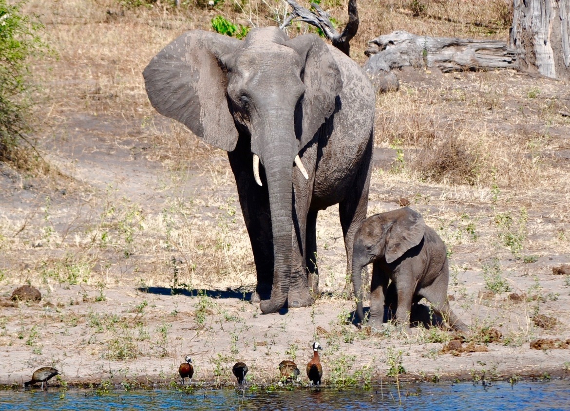 Elephant, Chobe National Park, Botswana