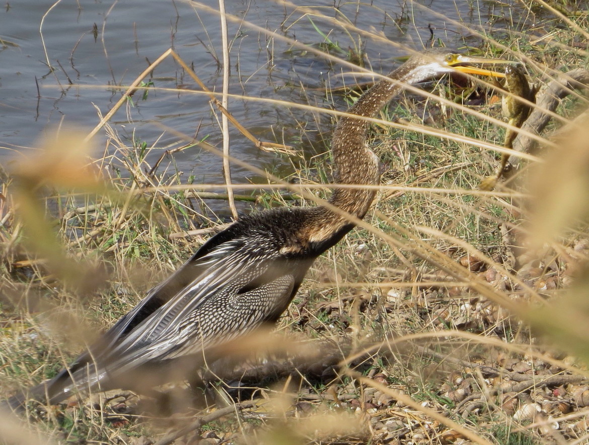 Cormorant, Ranthambore National Park, India