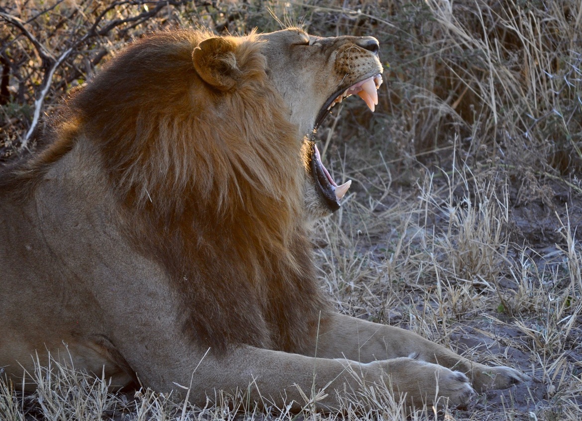 Lion, Kalahari Desert, Botswana