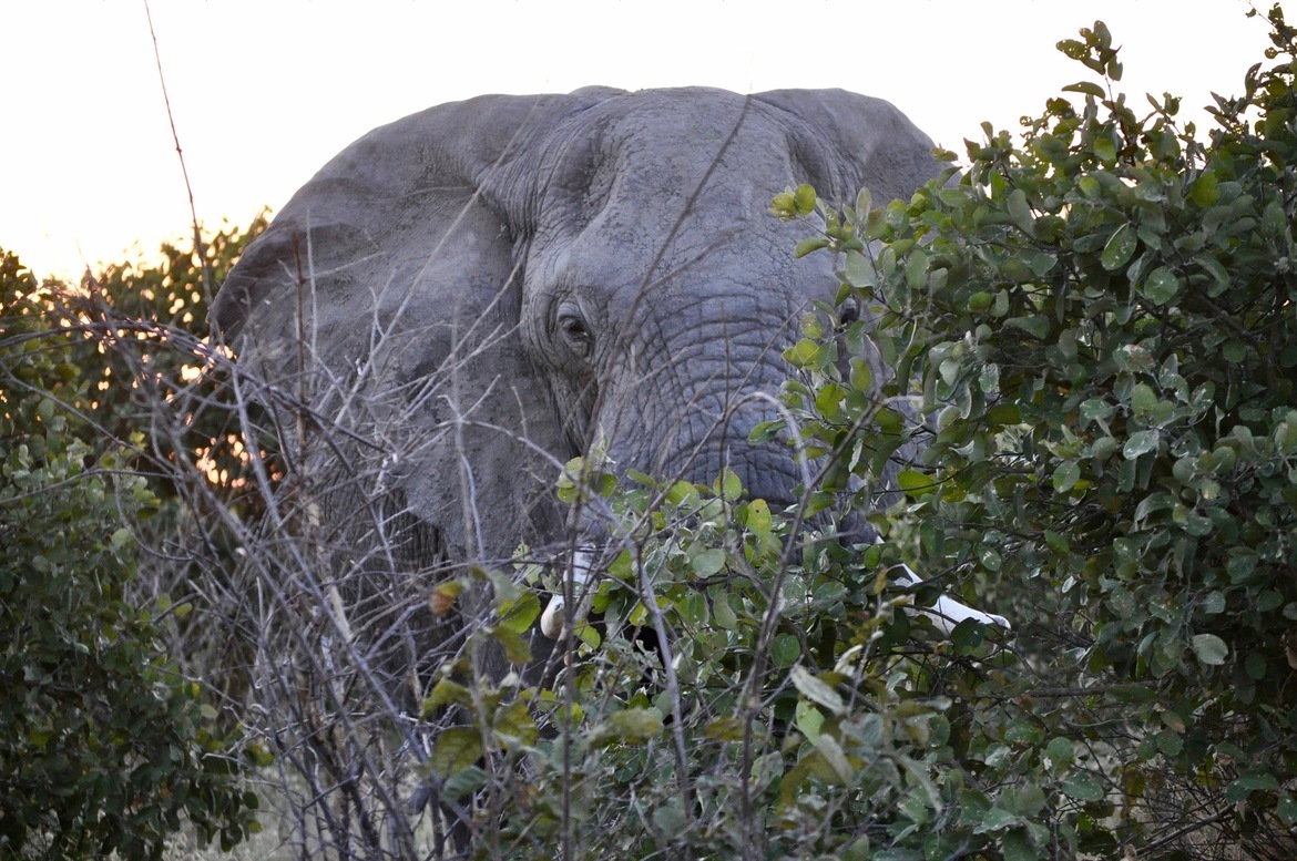 Elephant, Kalahari Desert, Botswana
