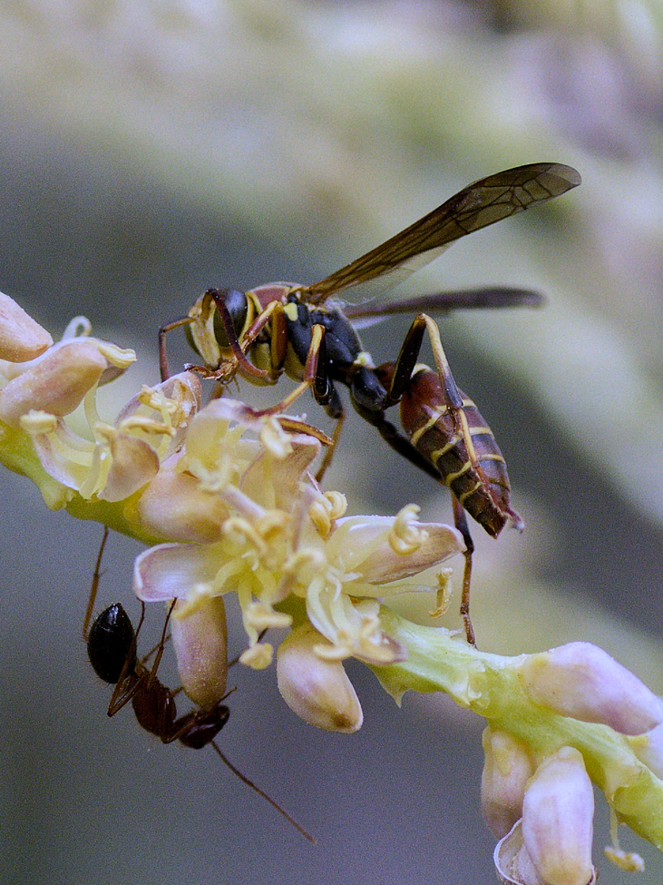 Paper Wasp - Polistes fuscatus; and common ant., West Central Florida, United States of America