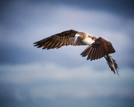 Grid blue footed boobie hovering
