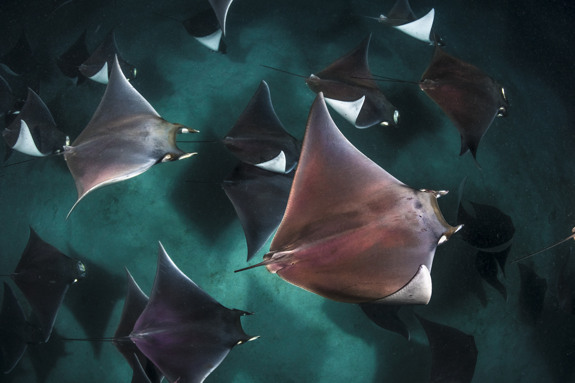 Mobula Rays, Sea of Cortez, Mexico