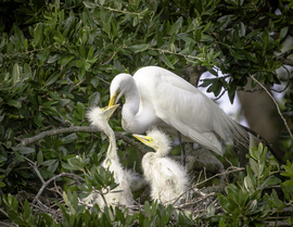 Grid god shows us a mothers love through nature  1 of 1 