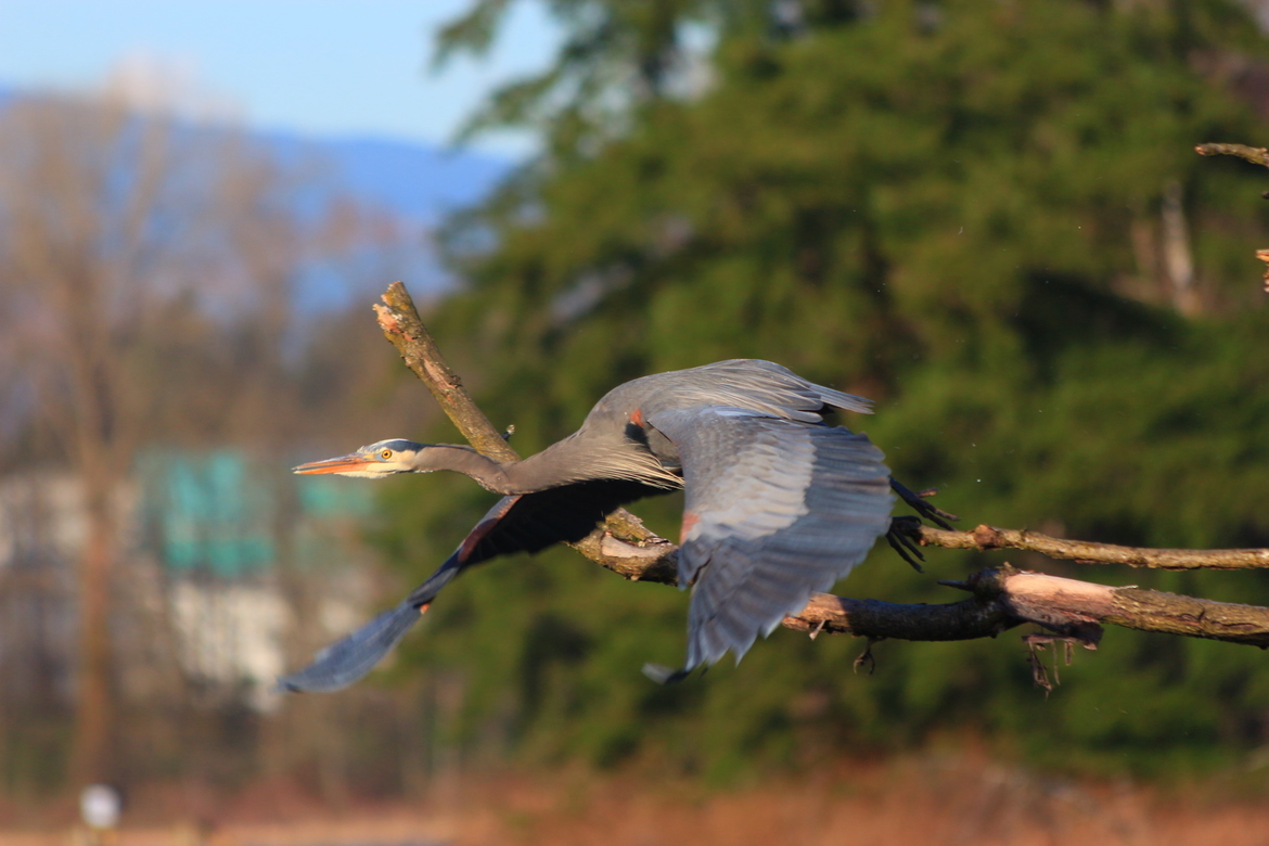 Blue Heron, Burnaby Lake, Canada