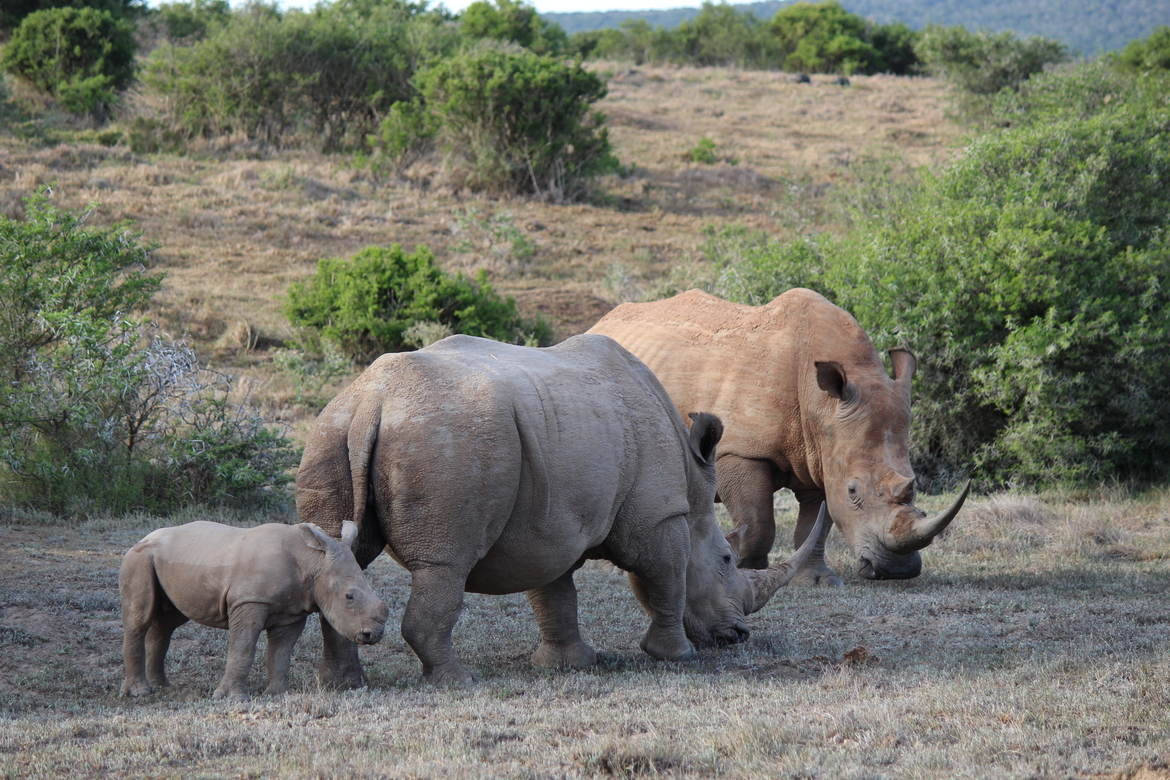 White Rhinoceros, Shamwari Game Reserve, South Africa