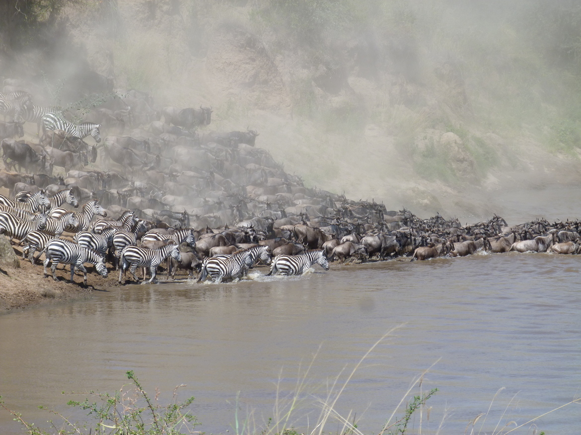 Western white-bearded wildebeests and Plains zebras , Masai Mara Reserve, Kenya